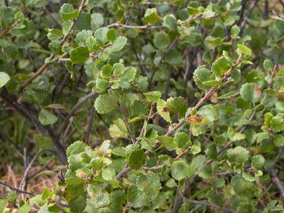 Береза карликовая Betula Nana