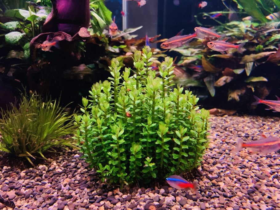 Ammania SP. Bonsai