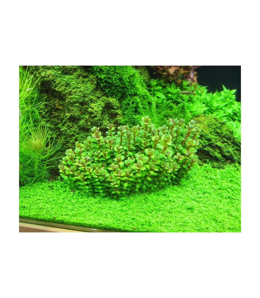 Ammania SP. Bonsai