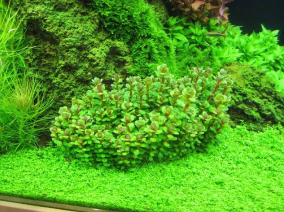 Ammania SP. Bonsai