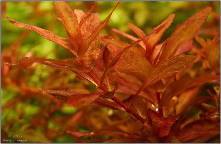 Аммания "бонсай" (Ammania SP. "Bonsai") меристема