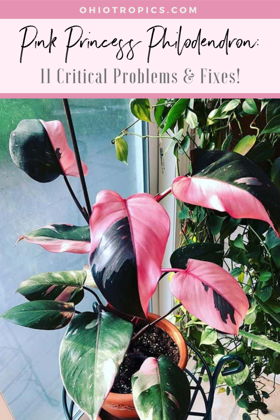 Филодендрон Эскейп