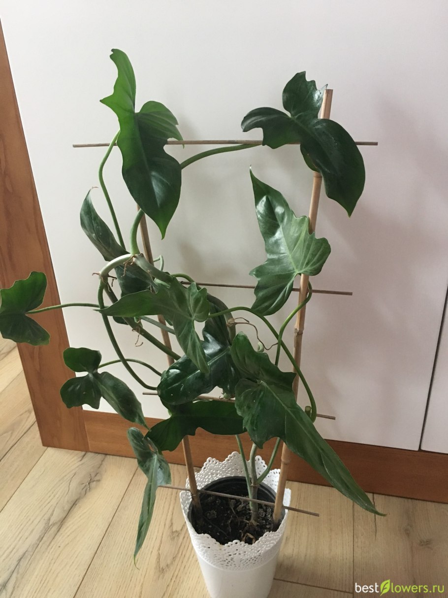 Монстера растение в интерьере