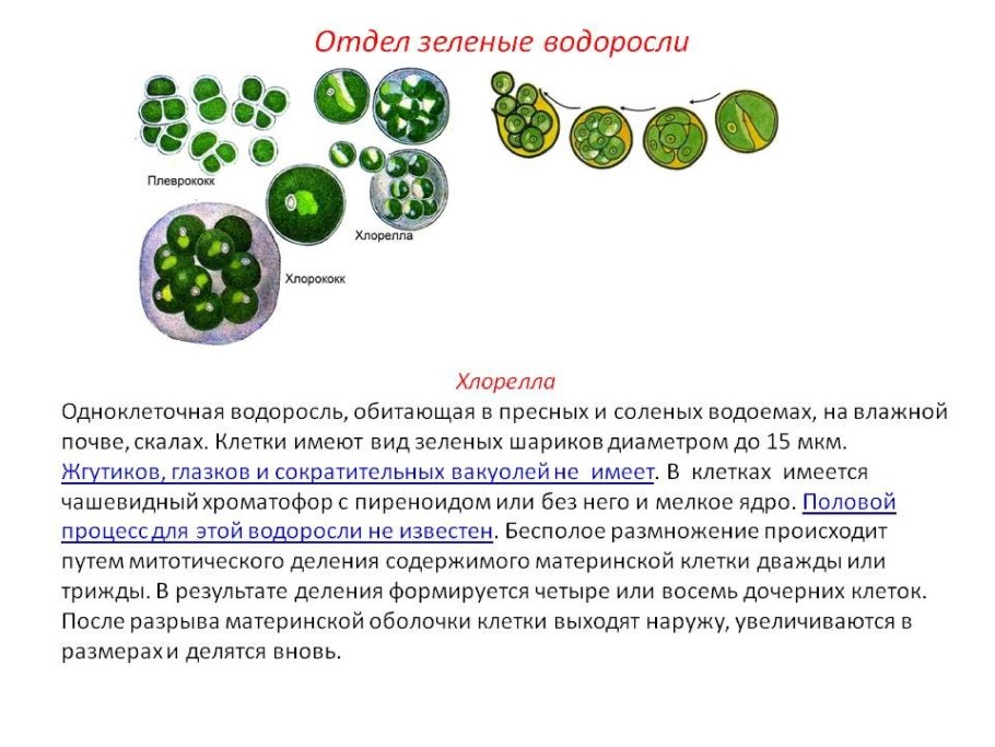 Схема цикл размножения хламидомонады