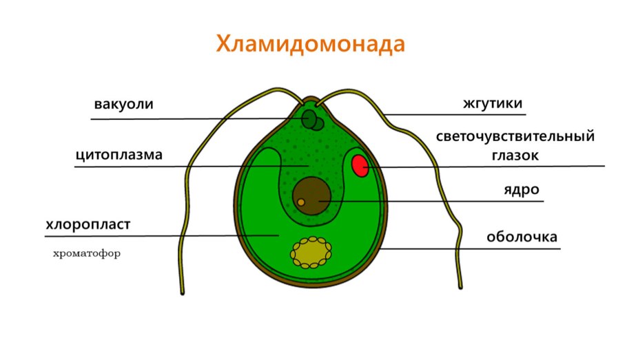 Водоросли Scenedesmus quadricauda