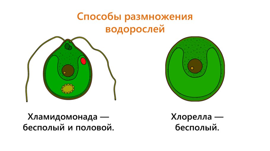 Одноклеточная водоросль хлорелла