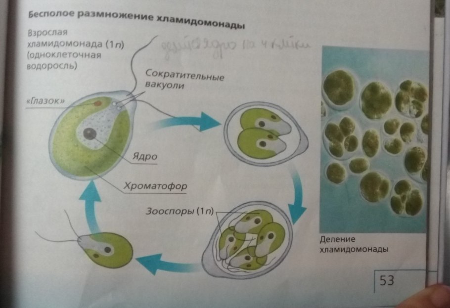Зеленые водоросли молекулы