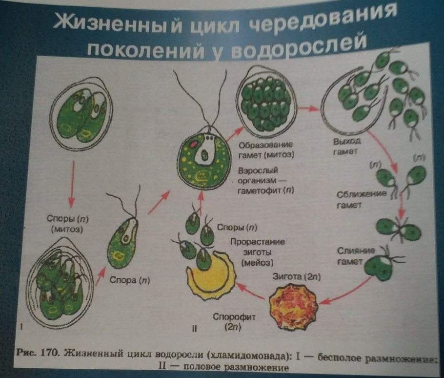 Одноклеточная водоросль хлорелла