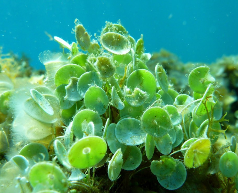 Первые одноклеточные водоросли