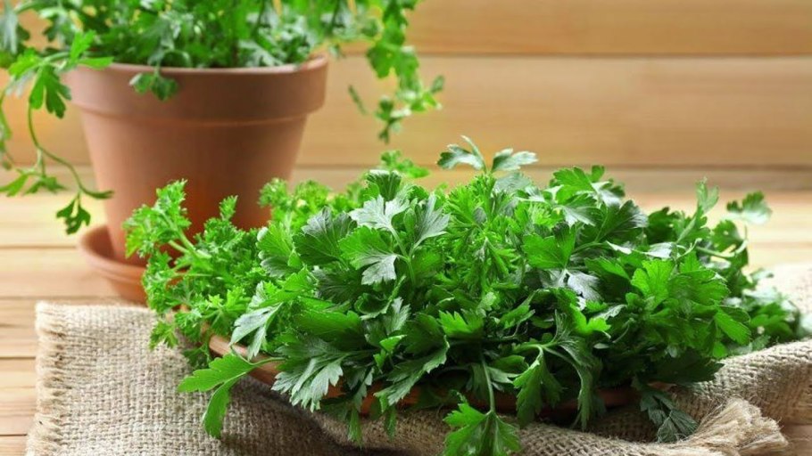 Петрушка кориандр кинза