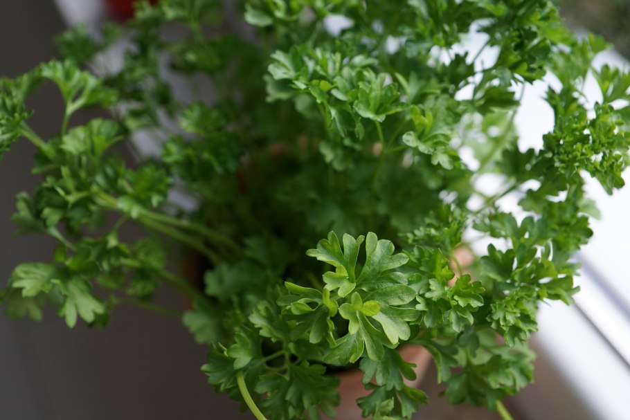 Basil parsley chervil