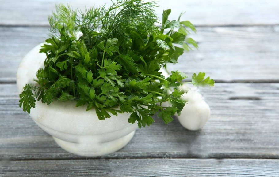 Рассада укропа