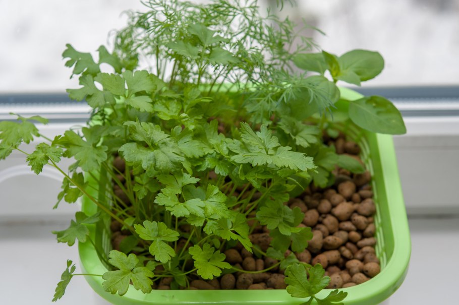 Сельдерей выгонка