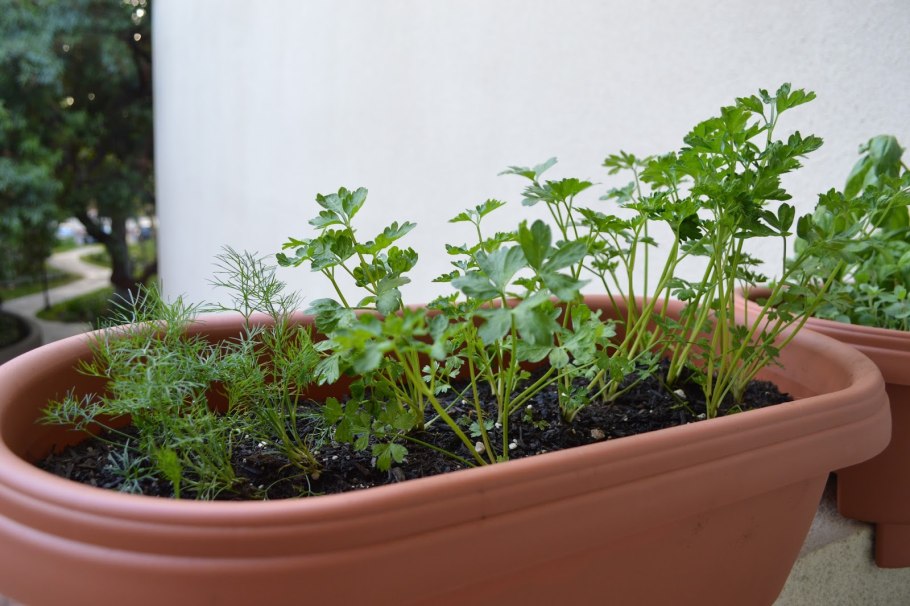 Микрозелень мяты