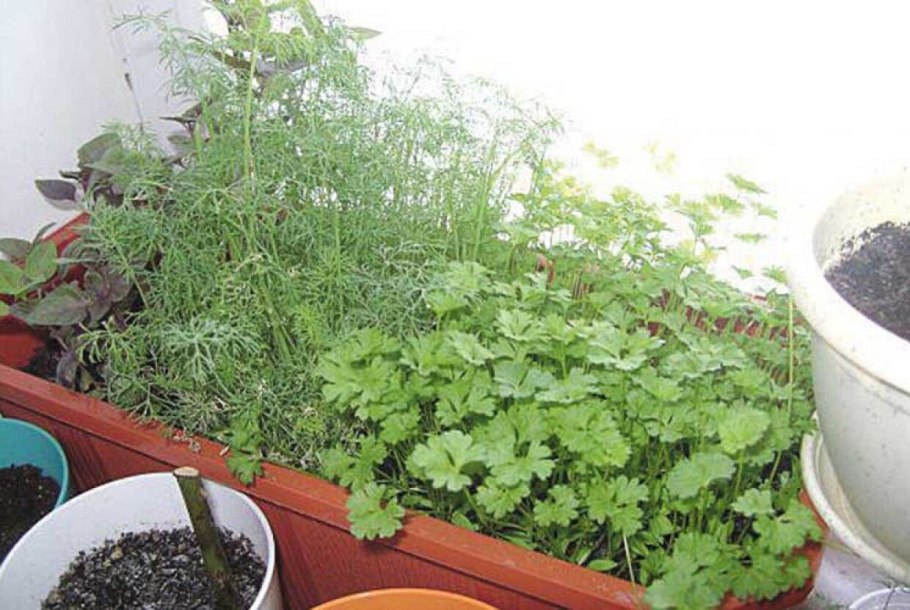 Сельдерей черешковый на подоконнике