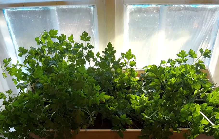 Сорта петрушка на подоконнике