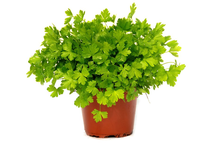 Проростки кинзы