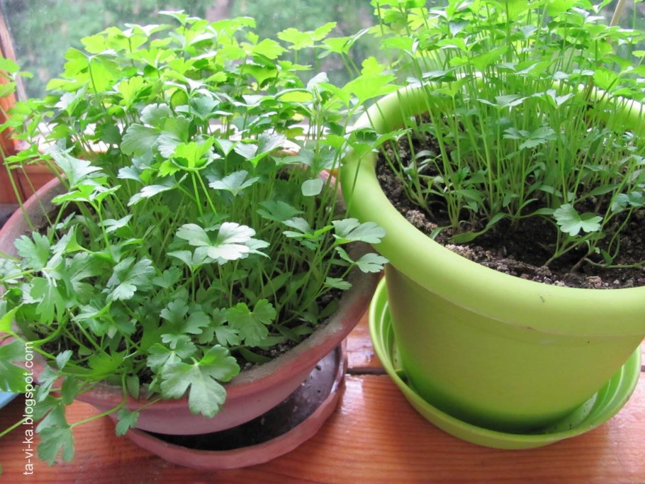 Росток петрушки корневой