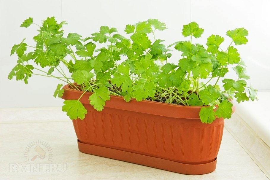 Петрушка горшечная