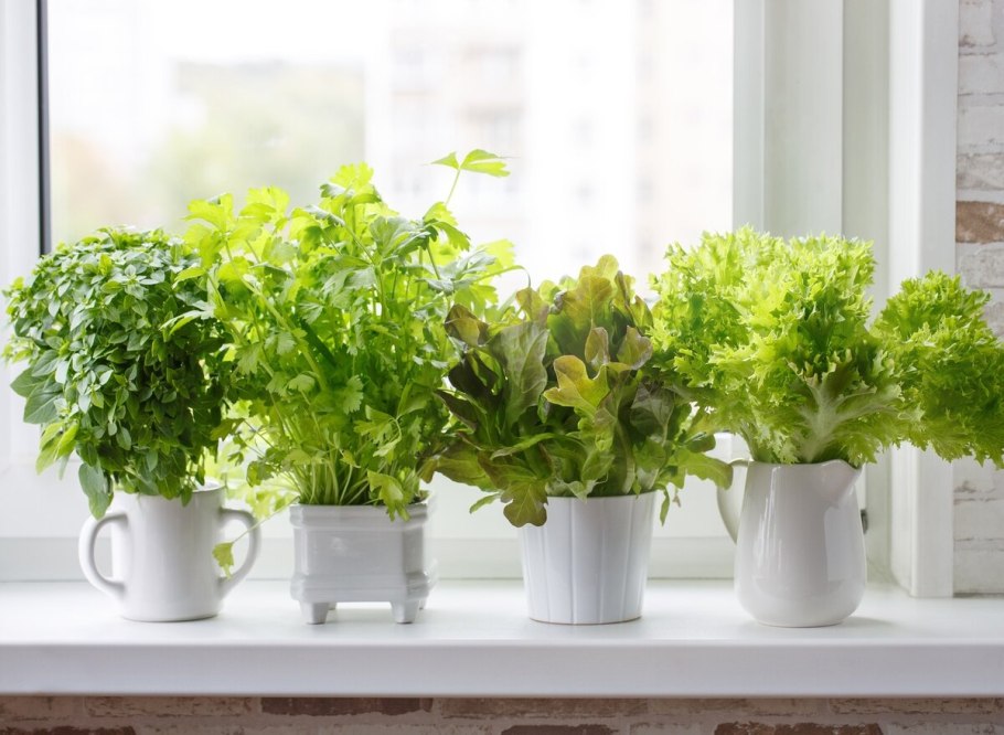 Петрушка Вега