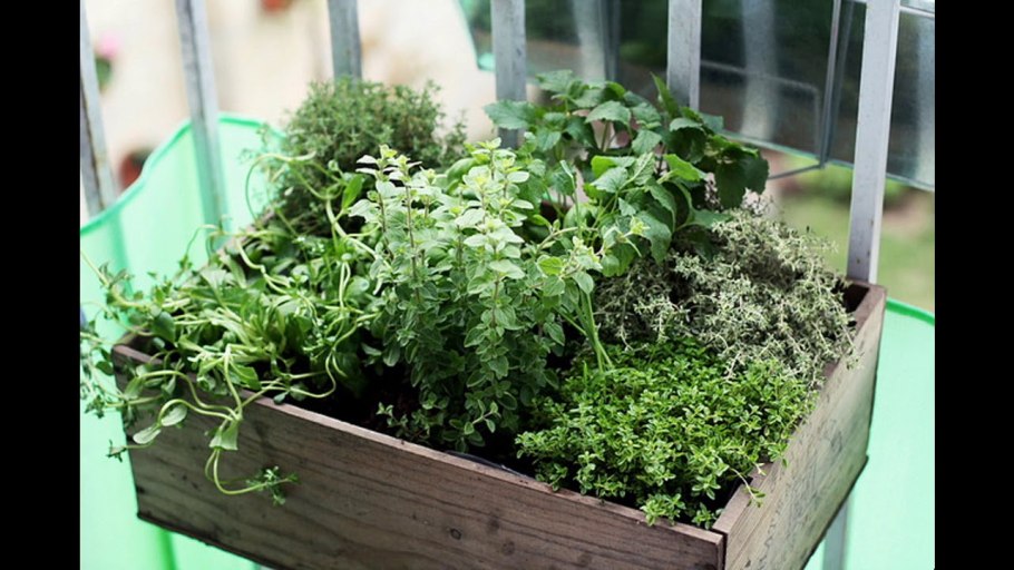 Сельдерей на балконе