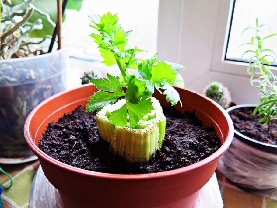 Укроп на подоконнике