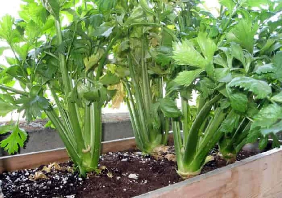 Рассада розмарин душица тимьян