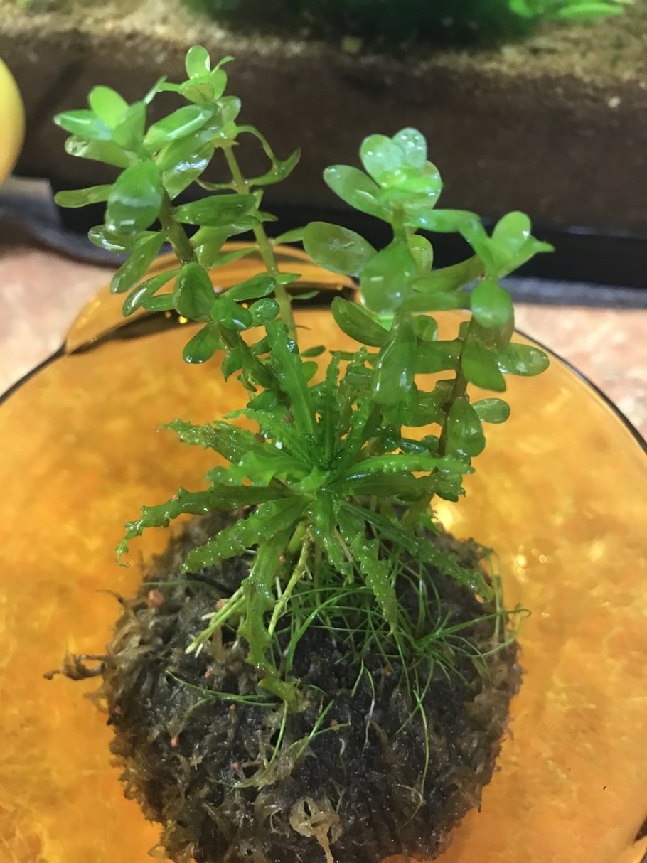 Растение Rotala Serrate 19см шелковое темно-зеленое