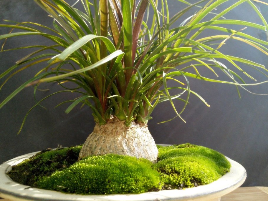 Riccia Fluitans/ риччия Флуитанс