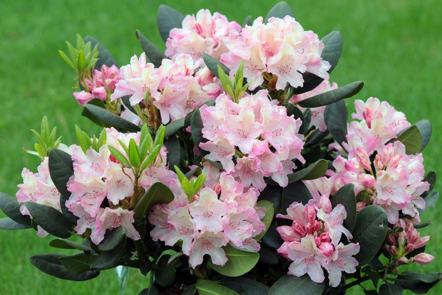 Rhododendron campanulatum