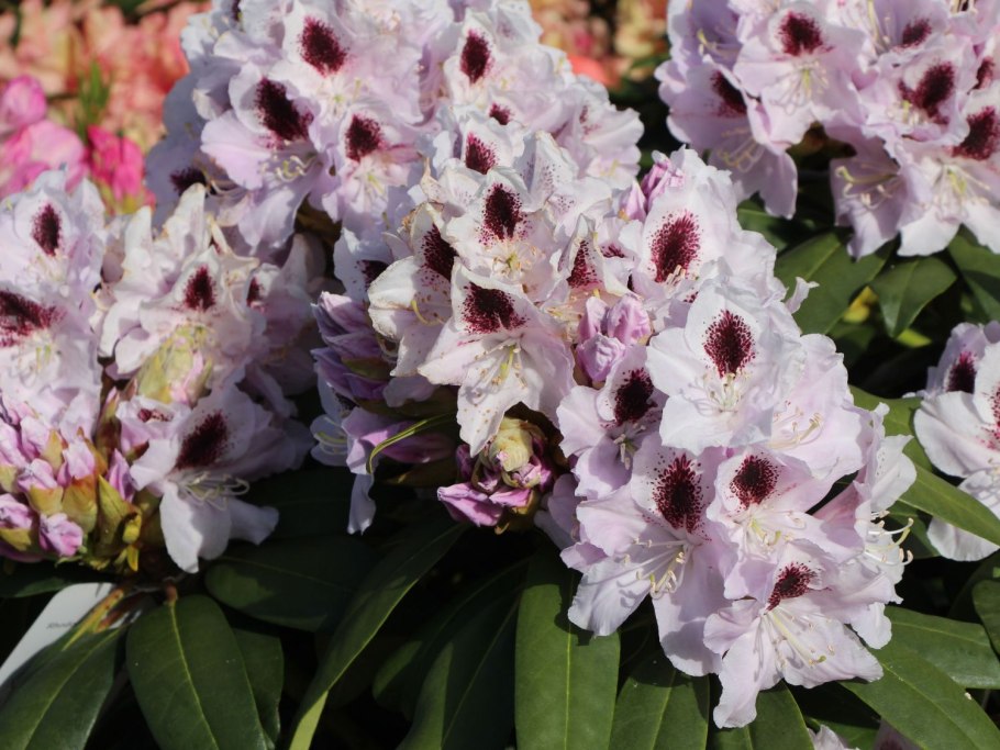 Рододендрон гибридный Нэнси Эванс