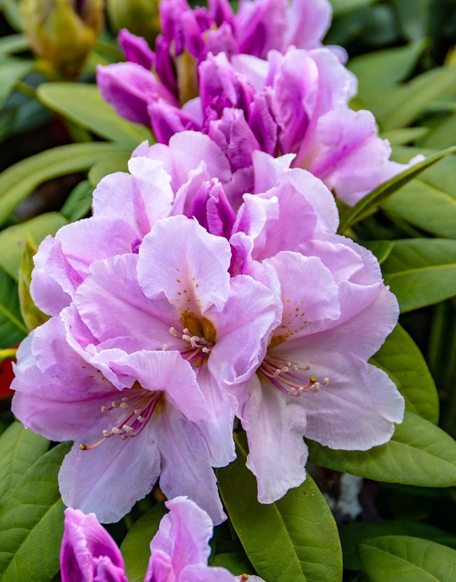 Рододендрон гибридный эскимо