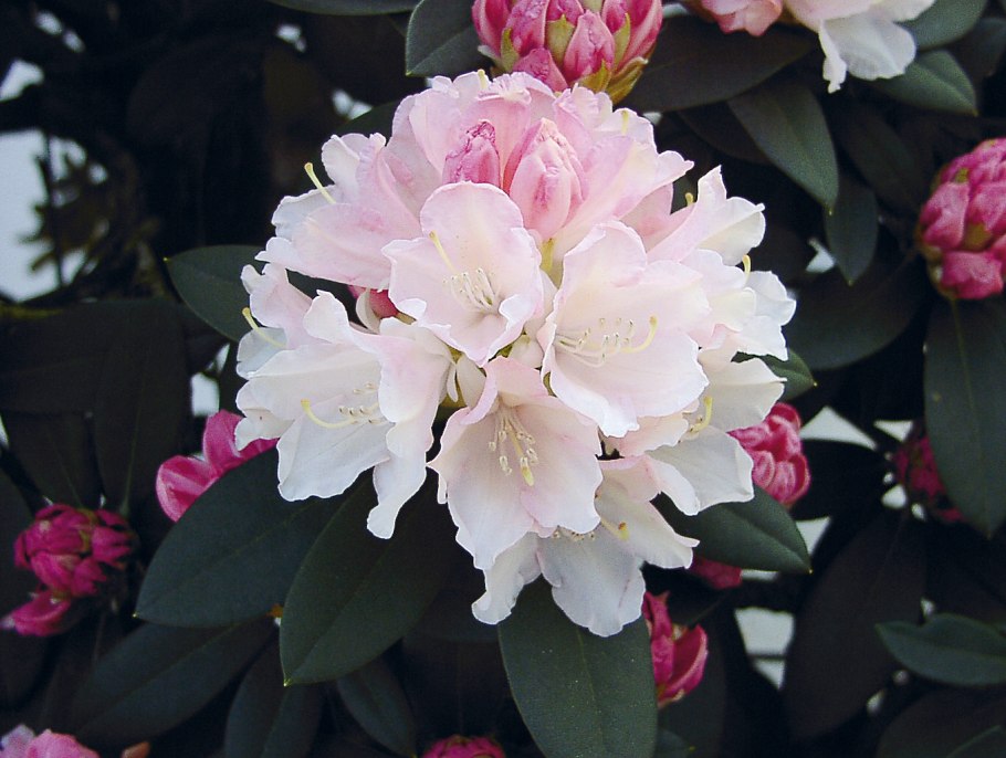 Рододендрон Дреамланд