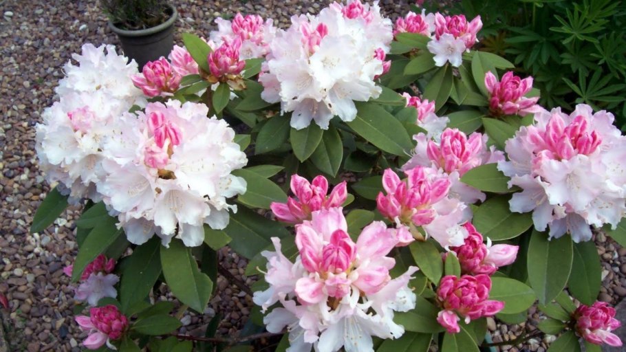 Рододендрон Похйолас дотер