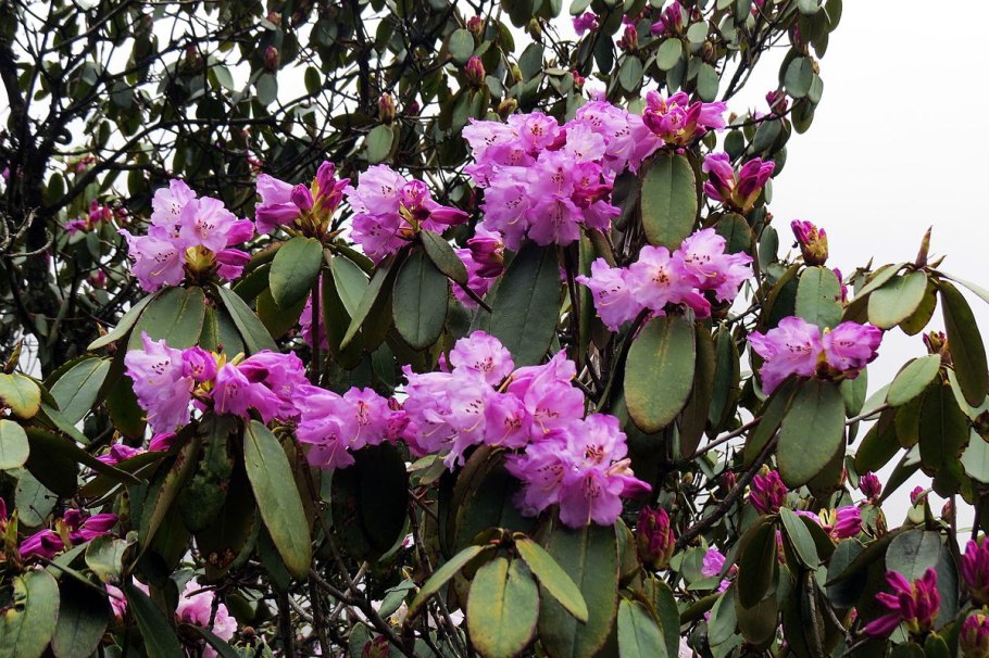 Родендендрон кальпсон