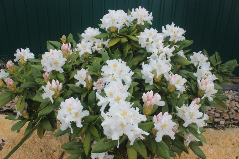 Рододендрон гибридный эскимо описание сорта