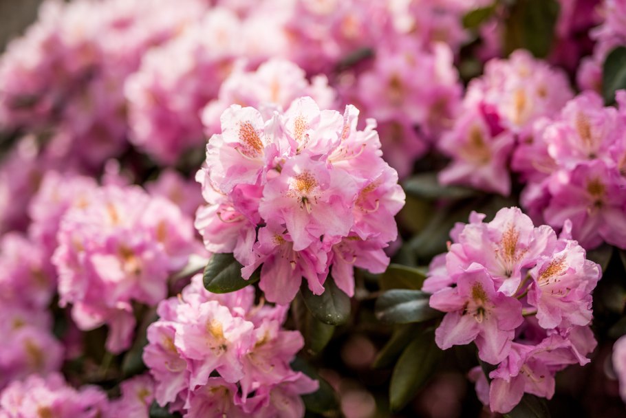 Рододендрон Синтиллейшн