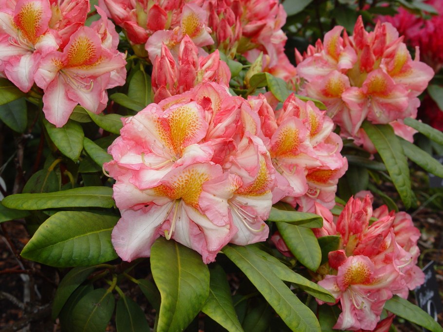 Рододендрон Berryrose