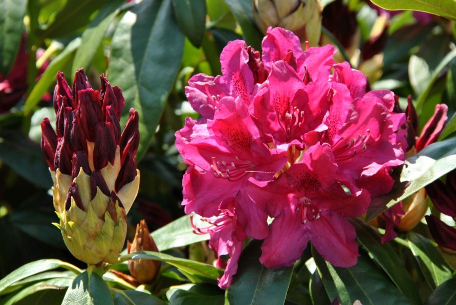 Рододендрон гибридный Eskimo