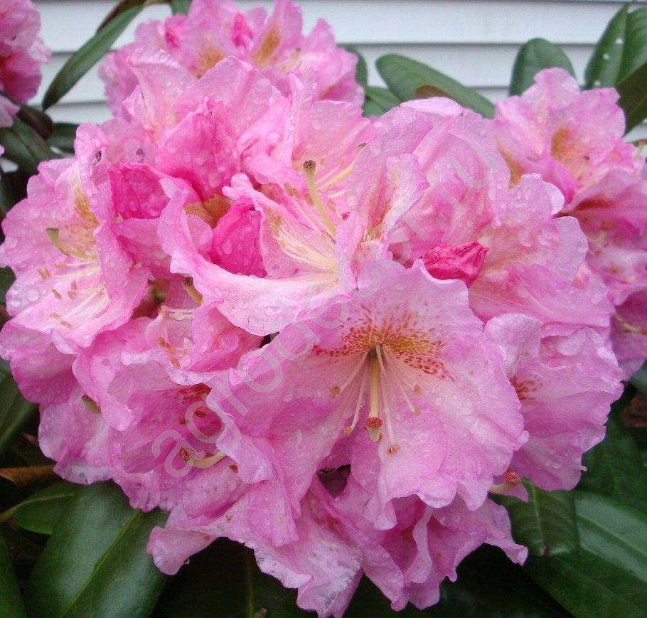 Азалия рододендрон