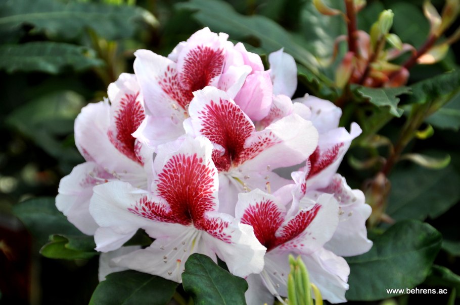 Рододендрон гибридный металика