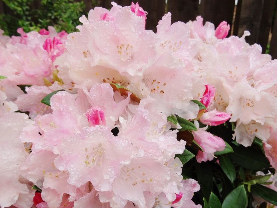 Рододендрон якушиманский Перси