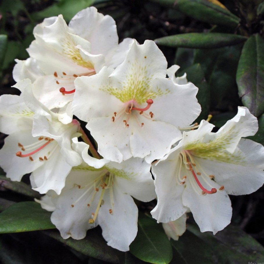 Рододендрон гибридный Eskimo