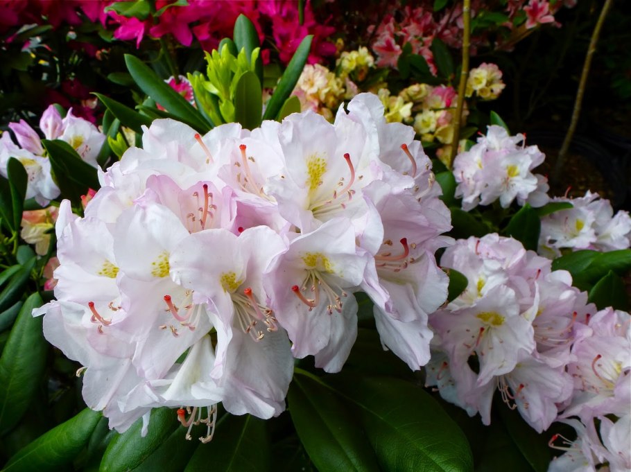 Азалия рододендрон белая