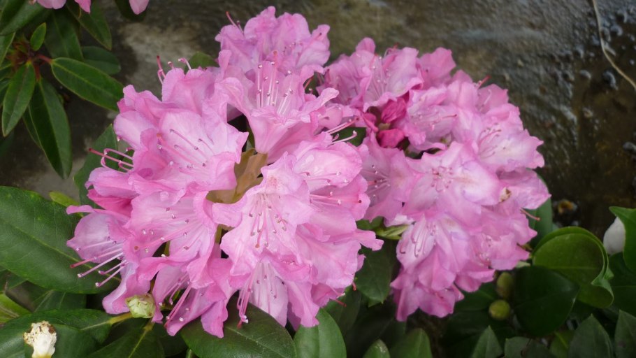 Рододендрон Лорд