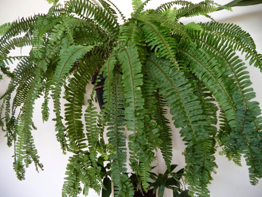 Тенелюбивые комнатные комнатные растения