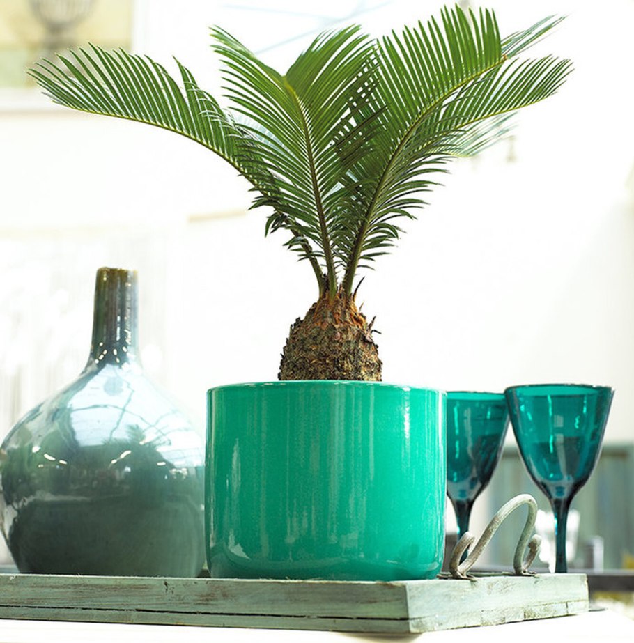 Фитокартина монстера