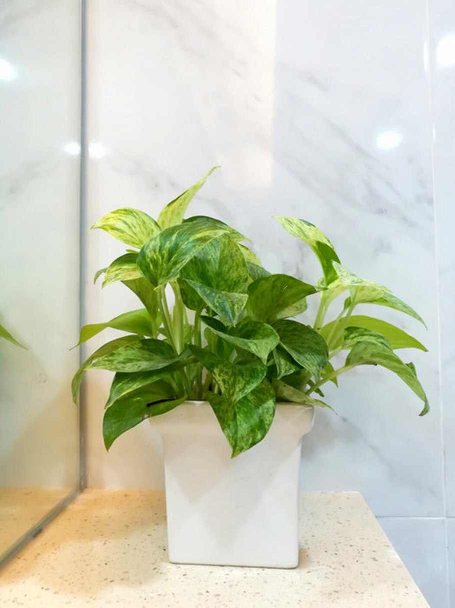 Диффенбахия. Олеандр. Азалия. Кротон