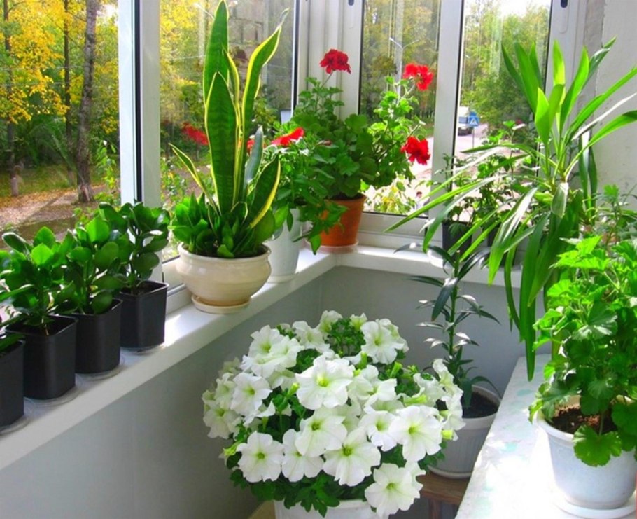 Хлорофитум хохлатый Chlorophytum comosum