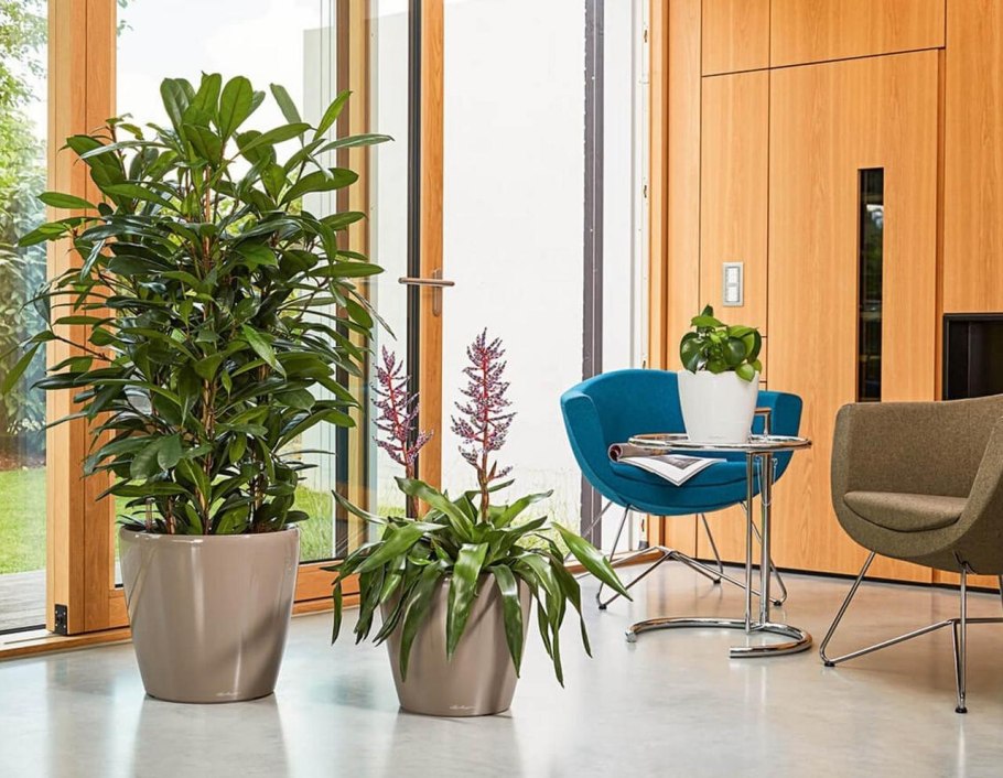 Фикус Антуриум